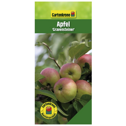 Gartenkrone Apfel, Malus domestica »Gravensteiner«, Früchte: süß