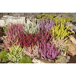 Garden Girls Besenheide, Calluna vulgaris, max. Wuchshöhe: 30 cm, Blüte: mehrfarbig
