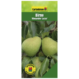 Gartenkrone Birne, Pyrus communis »Alexander Lucas«, Früchte: süß