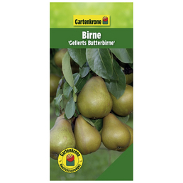 Gartenkrone Birne, Pyrus communis »Gellerts Butterbirne«, Früchte: süß