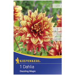 KIEPENKERL Blumenzwiebel Dahlie, Dahlia Hybrida, Blütenfarbe: mehrfarbig