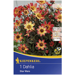 KIEPENKERL Blumenzwiebel Dahlie, Dahlia Hybrida, Blütenfarbe: orange