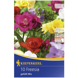 KIEPENKERL Blumenzwiebel Freesie, Freesia Hybrida, Blütenfarbe: mehrfarbig