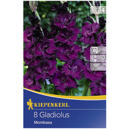 KIEPENKERL Blumenzwiebel Gladiole, Gladiolus Hybrida, Blütenfarbe: lila