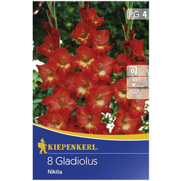 KIEPENKERL Blumenzwiebel Gladiole, Gladiolus Hybrida, Blütenfarbe: rot