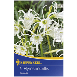 KIEPENKERL Blumenzwiebel Schönhäutchen, Hymenocallis narcissiflora, Blütenfarbe: weiß