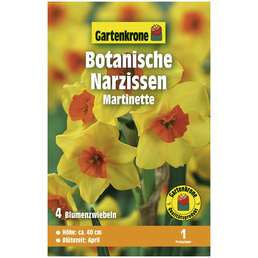 Gartenkrone Blumenzwiebeln Botanische Narzisse, Narcissus Cyclamineus »Martinette«, Blüte: zweifarbig