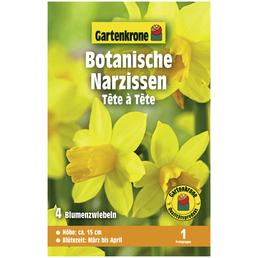 Gartenkrone Blumenzwiebeln Botanische Narzisse, Narcissus Cyclamineus »Tête à Tête«, Blüte: gelb