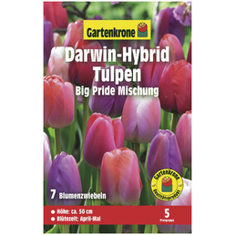 Gartenkrone Blumenzwiebeln Darwin-Hybrid-Tulpe, Tulipa x hybrida »Big Pride Mischung«, Blüte: zweifarbig