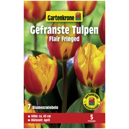 Gartenkrone Blumenzwiebeln Gefranste Tulpe, Tulipa x hybrida »Flair Fringed«, Blüte: zweifarbig