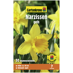 Gartenkrone Blumenzwiebeln Narzisse, Narcissus pseudonarcissus, Blüte: gelb