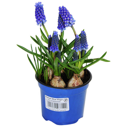 Gartenkrone Blumenzwiebeln Traubenhyazinthe, Muscari armeniacum, Blüte: blau