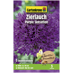 Gartenkrone Blumenzwiebeln Zierlauch, Allium Aflatunense »Purple Sensation«, Blütenfarbe: violett