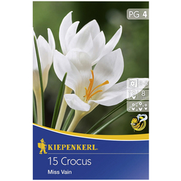 KIEPENKERL Botanische Krokusse Crocus Crocus chrysanthus »Crocus chrysanthus«