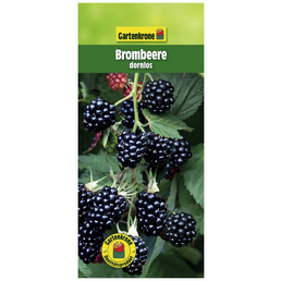 Gartenkrone Brombeere, Rubus fruticosus »Dornlos«, Frucht: schwarz, zum Verzehr geeignet