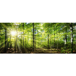 MARMONY Infrarotheizung »Forest«, BxH: 100 x 40 cm, max. Heizleistung: 0,8 W
