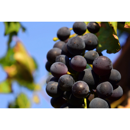  Kernlose blaue Weinrebe, Vitis vinifhera »Romeo«, Frucht: blau, zum Verzehr geeignet