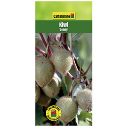 Gartenkrone Kiwi, Actinidia chinensis »Jenny«, Frucht: braun, zum Verzehr geeignet