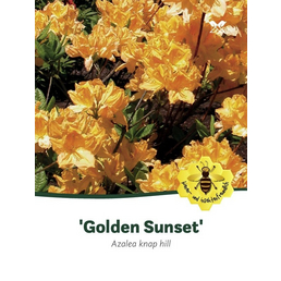  Laubabwerfende Azalee, Azalea luteum »Golden Sunset«, hellgelb, Höhe: 40 - 50 cm