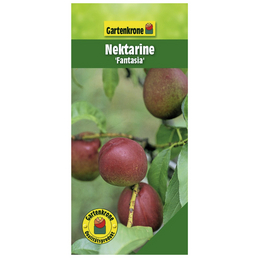 Gartenkrone Nektarine, Prunus persica var. Nucipersica »Fantasia«, Früchte: süß