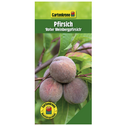 Gartenkrone Pfirsich, Prunus persica »Roter Weinbergpfirsich«, Früchte: süß