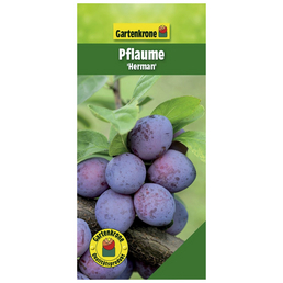 Gartenkrone Pflaume, Prunus domestica »Herman«, Früchte: süß-säuerlich