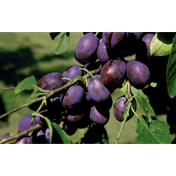 Gartenkrone Pflaume, Prunus domestica »The Czar«, Früchte: süß-säuerlich