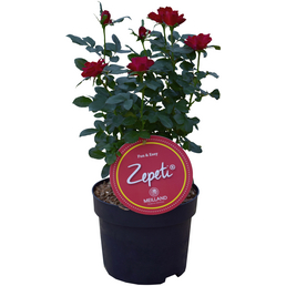Zepeti® Rose, Rosa »Zepeti®«, Blüte: samtrot, Vielblüher
