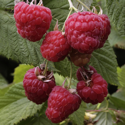  Rote Himbeere, Rubus idaeus »Willamette«, Frucht: rot, zum Verzehr geeignet