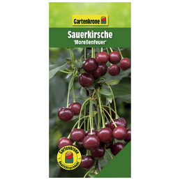 Gartenkrone Sauerkirsche, Prunus cerasus »Morellenfeuer«, Früchte: süß-säuerlich