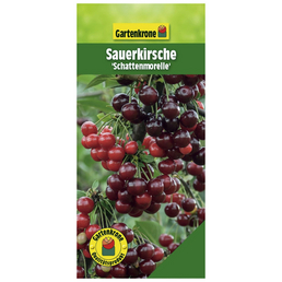 Gartenkrone Sauerkirsche, Prunus cerasus »Schattenmorelle«, Früchte: süß-säuerlich