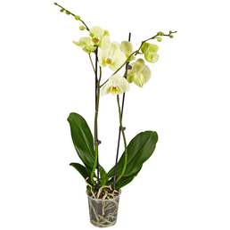 Gartenkrone Schmetterlingsorchidee, Phalaenopsis hybride, Blüte: gelb, im Topf
