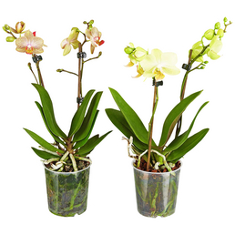 Gartenkrone Schmetterlingsorchidee, Phalaenopsis hybride, Blüte: mehrfarbig, im Topf