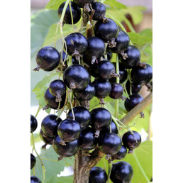  Schwarze Johannisbeere, Ribes nigrum »Titania«, Frucht: schwarz, zum Verzehr geeignet