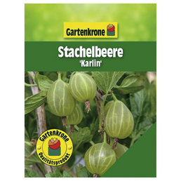 Gartenkrone Stachelbeere, Ribes uva-crispa »Karlin«, Frucht: grün, zum Verzehr geeignet