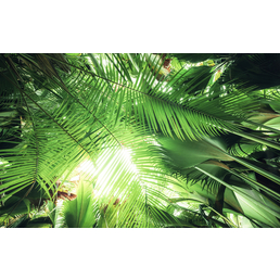 KOMAR Vliestapete »Dschungeldach«, Breite 450 cm, seidenmatt