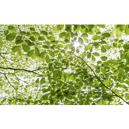 KOMAR Vliestapete »Im Frühlingswald«, Breite 450 cm, seidenmatt