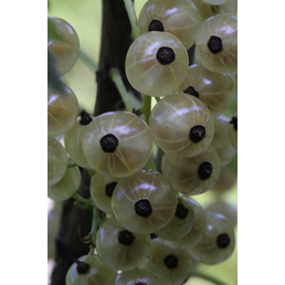  Weiße Johannisbeere, Ribes sativum »Blanka«, Frucht: weiß, zum Verzehr geeignet